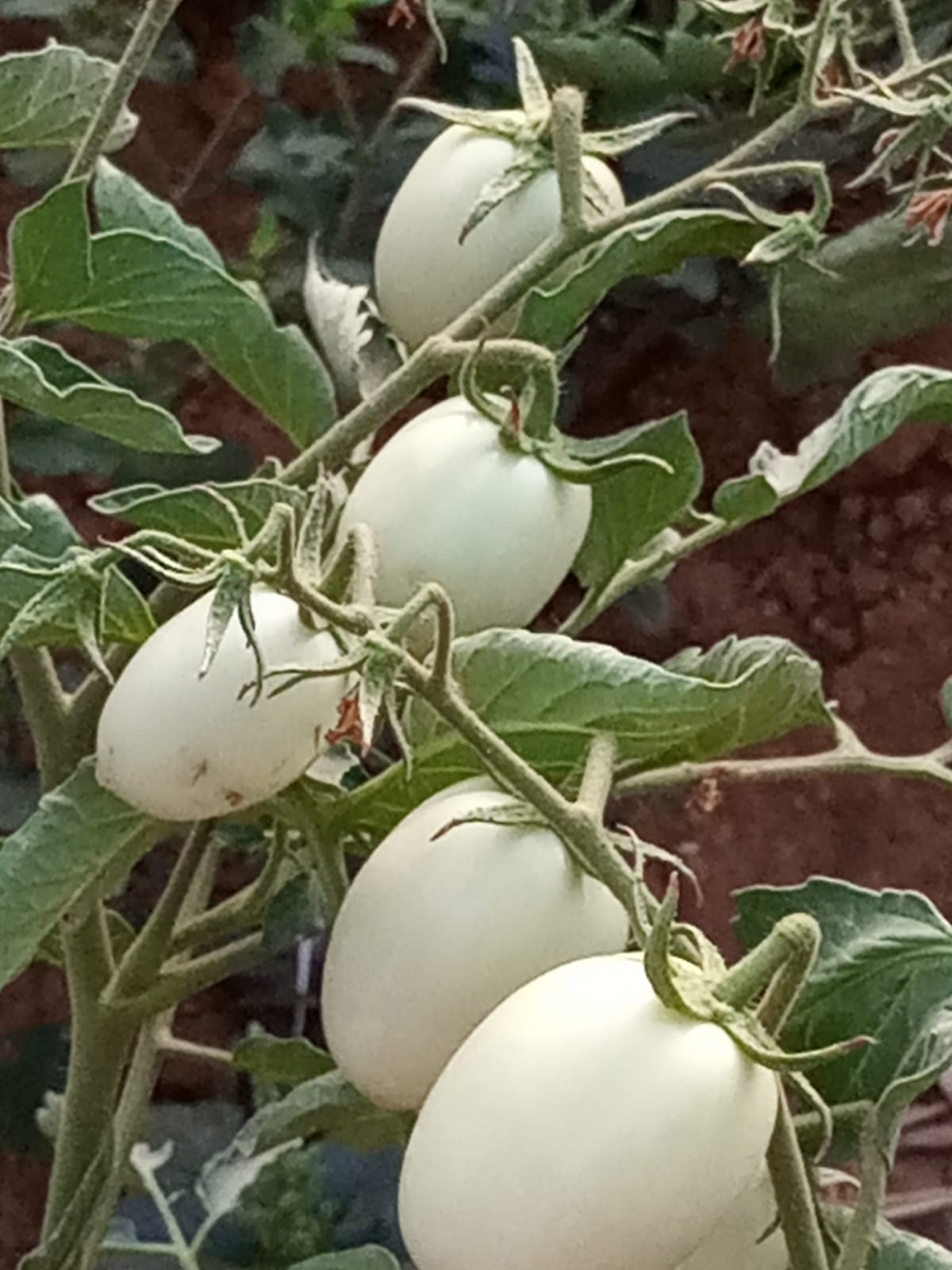 Community horticulture farm